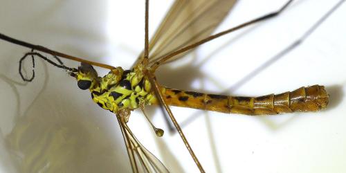Nephrotoma flavescens